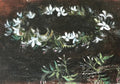 The Circle of Flowers by Telfer Dennis- 4 cards at $3.85 per card