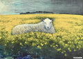 Sheep in Canola by Telfer Dennis - 4 cards at $3.85 per Card