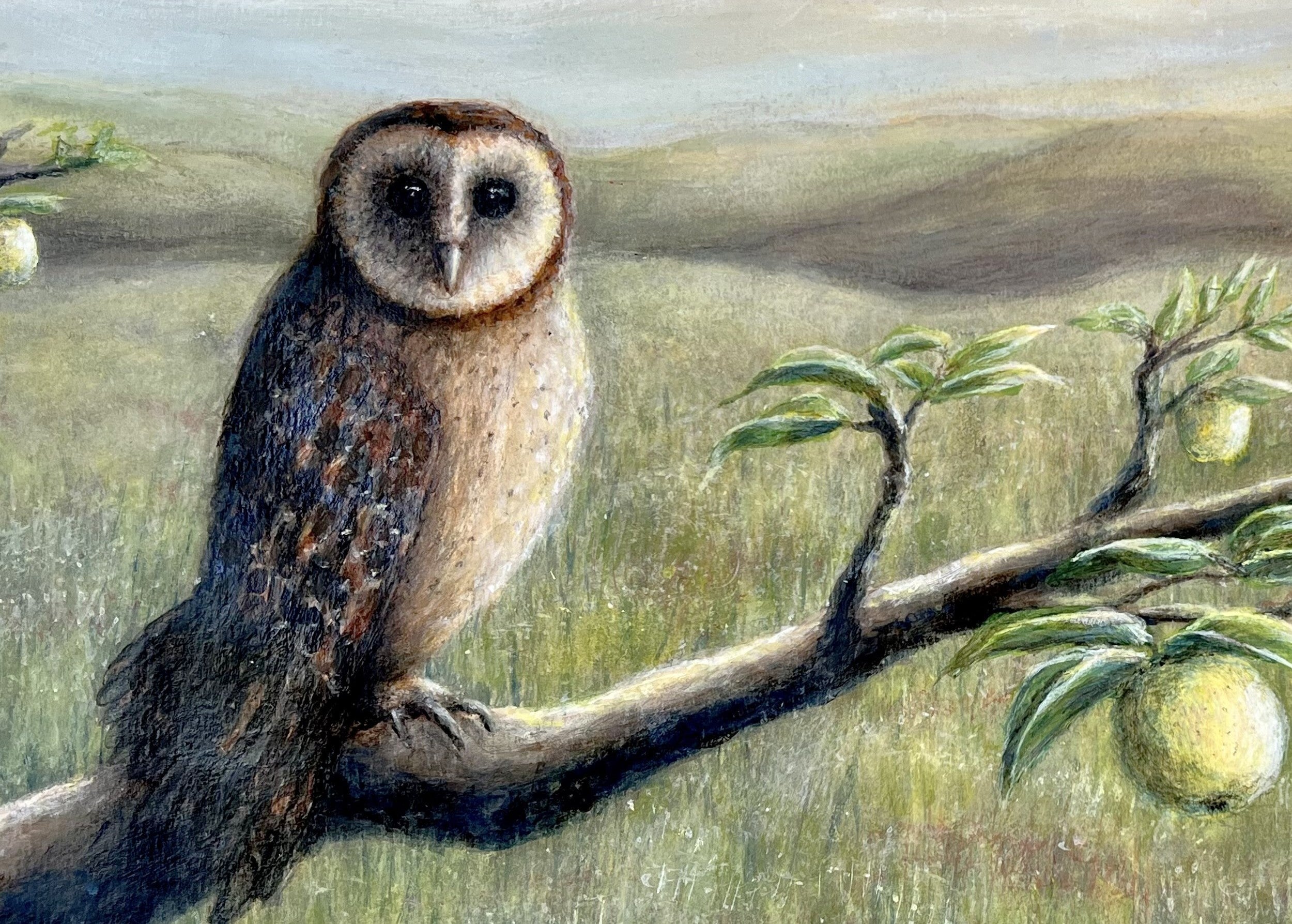 Tas Masked Owl in Apple Tree by Alison Curtis Godillon - 4 cards at $3.85